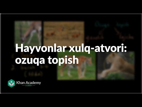 Hayvonlar xulq-atvori: ozuqa topish | Xulq-atvor biologiyasi | Biologiya