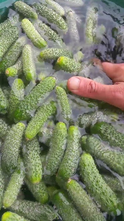 Испортили 30 кг огурцов. #harvestgarden - YouTube