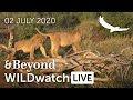 WILDwatch Live | 02 July, 2020 | Afternoon Safari | South Africa