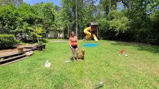 Wave SS02117201 AKC Rally Novice course 2 by Lakota Retrievers 11 views 3 years ago 2 minutes, 16 seconds