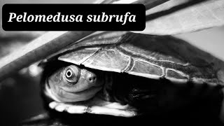 Pelomedusa Subrufa-TurtleTerrapinTortoise-