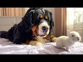 Big Dog is Confused by a Tiny Bunny