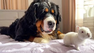Big Dog is Confused by a Tiny Bunny by Teddy 24,174 views 1 year ago 2 minutes, 33 seconds