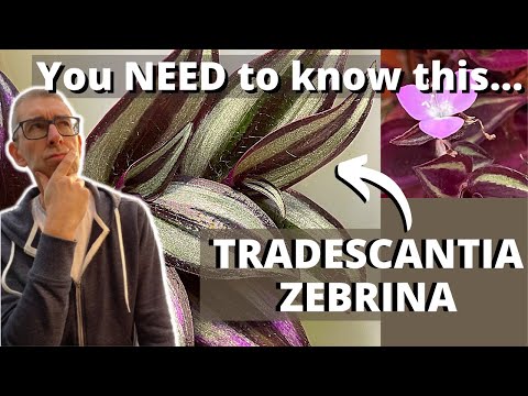 فيديو: كيف ينمو Tradescantia