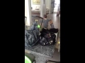 Adam Chasing Pepper Adam Chasing Pepper