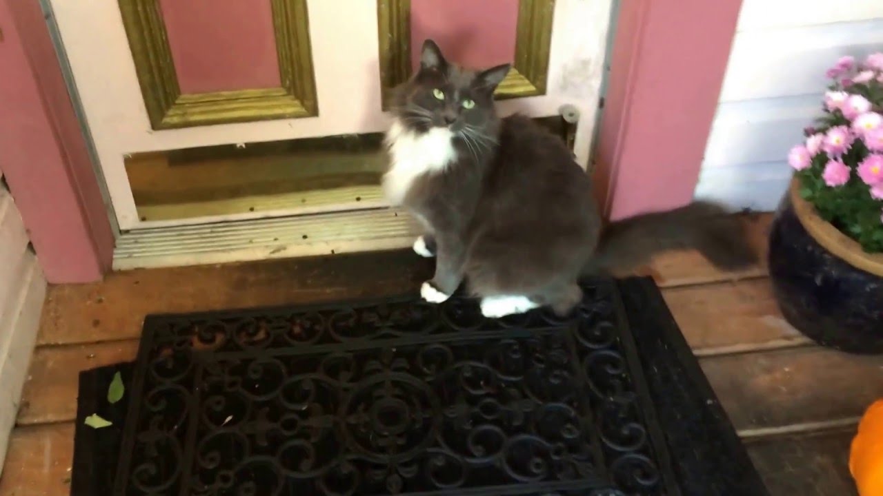 Addicted Cat Jonesing for Cat Treats at Gingerbread Cottage YouTube