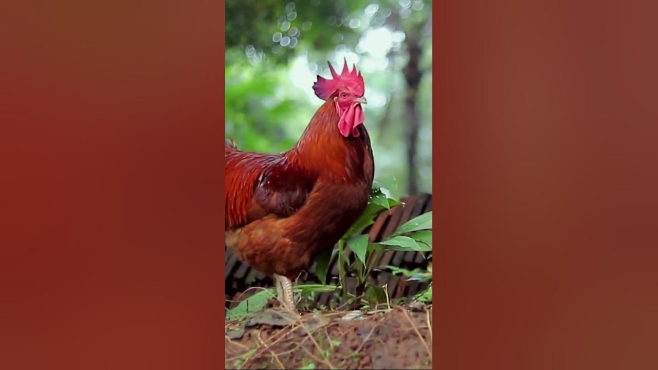 chicken-facts-for-kids-chickens-are-technically-dinosaurs-shorts