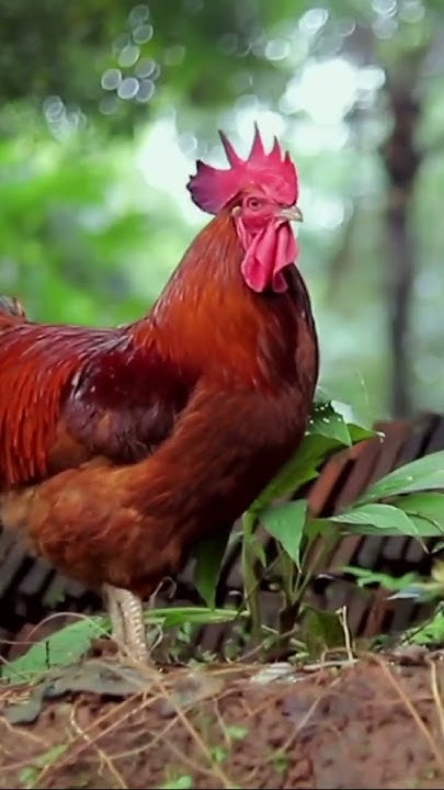 CHICKEN FACTS FOR KIDS Chickens Are Technically DINOSAURS shorts chicken-facts-for-kids-chickens-are-technically-dinosaurs-shorts