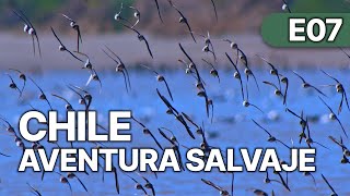 Chile - Un Viaje Salvaje - Ep 7 Aves Chilenas