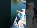 Bluegills #fishingvideo #panfish
