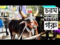 Chorom pagla goru  giant kankraj show  cattle expo bd  exclusive 2022  the home of goru lovers