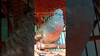 SUARANYA🔊 JADI PENDOBRAK LAWAN EMOSI❗ BIKIN NYAUT SEMUA #perkutut #burung  #perkututlokal