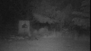 Nightcam on the feeder