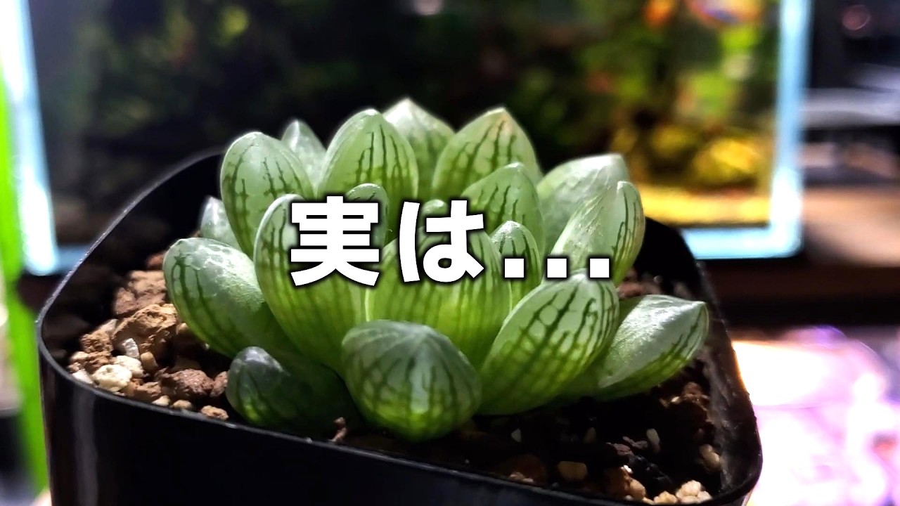 I actually picked up 5 Haworthia plants | Introducing my recent