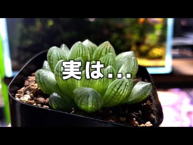 I actually picked up 5 Haworthia plants | Introducing my recent
