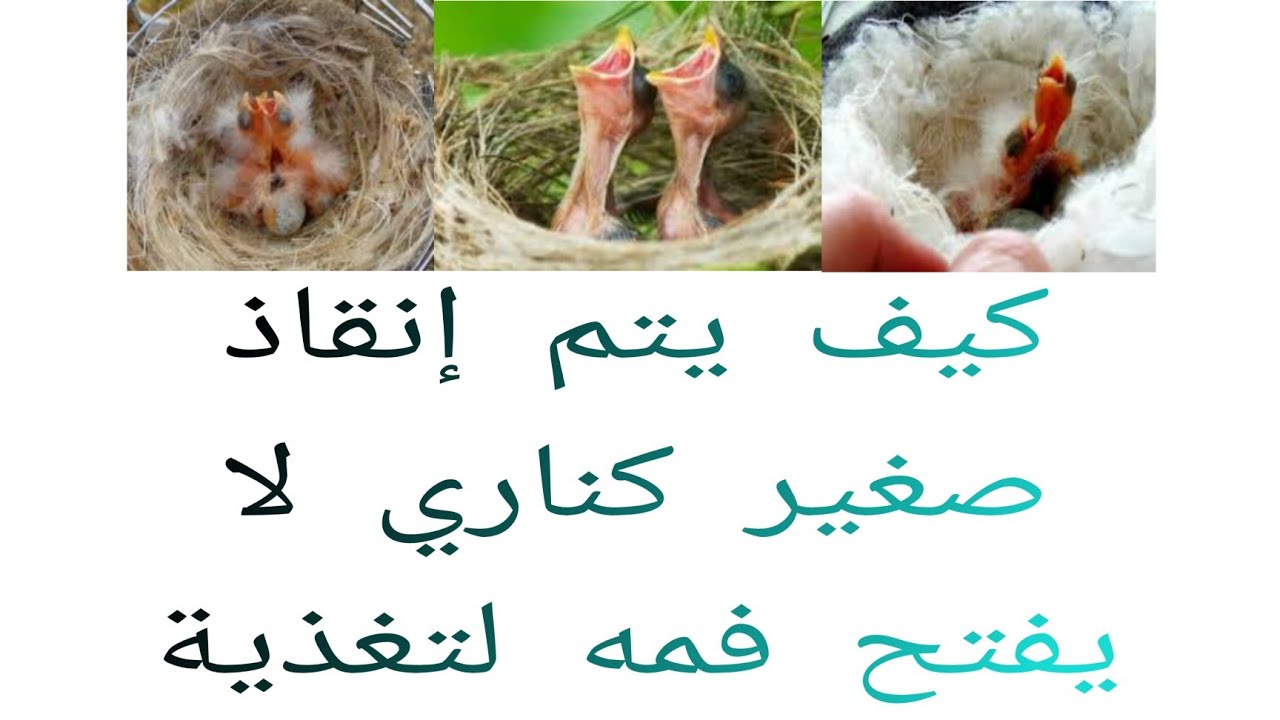 كيف يتم إنقاذ صغير كناري لا يفتح فمه لتغذية