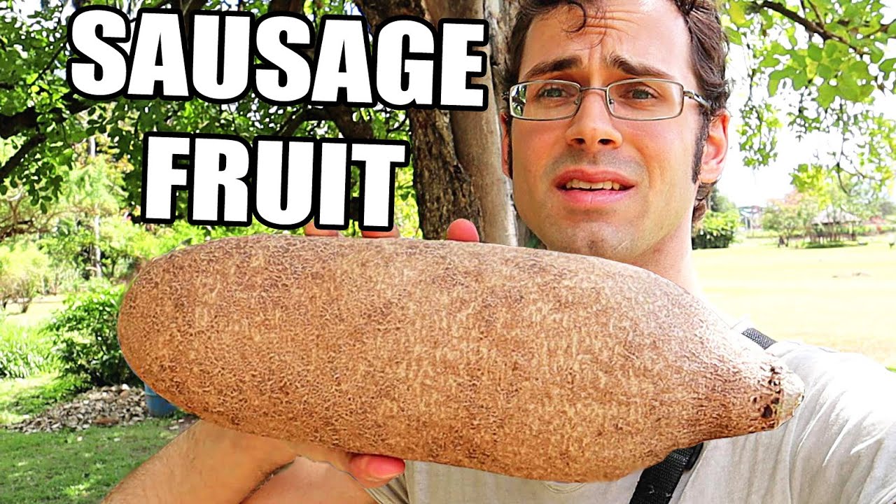 SAUSAGE FRUIT Review Huge Fruit That Elephants Eat Weird Fruit