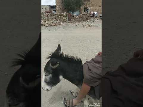 أول ظهور علي عبدالله صالح عاد كان السبله الذيل خلف اما الان المديل الجديد السبله قدام