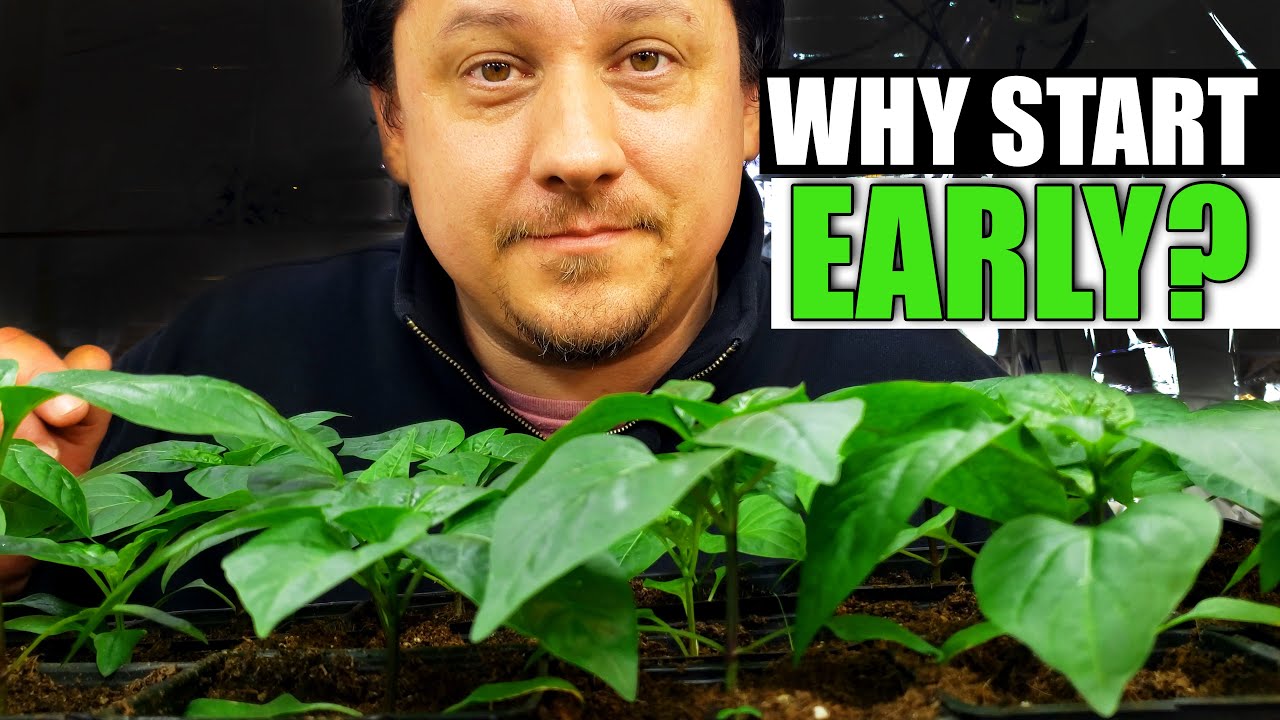 Why Start Early - Garden Quickie Episode 56