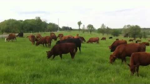 Greg Judy Cattle Video Part Two