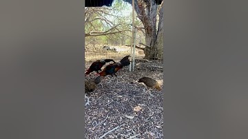 Kuv cov noob qaib qus no zoo nraug heev