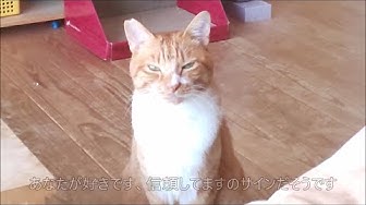 ゆっくり瞬きする野良猫 Youtube