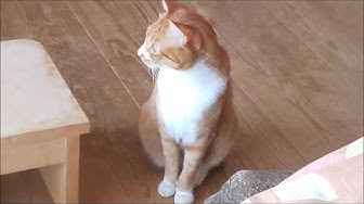 ゆっくり瞬きする野良猫 Youtube