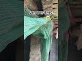 I found a mini monster in my net!😱Con gì đây mọi người? #shorts #nature #animals #creature #thằnlằn