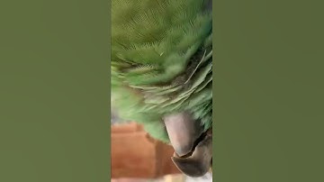 ماشاء الله يقراء سورة الاخلاص 😥