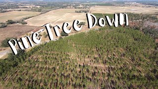 Cutting Florida Pine Trees
