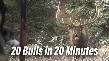 Bow Kills! Bulls and Bugles - Bow hunting at it