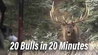 Bow Kills! Bulls and Bugles - Bow hunting at it's best!