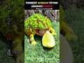 Funniest Animals Trying Lemons | Ranked 🍋🐶😂 #shorts
