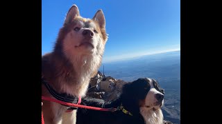 Our Dogs Summit a 10,335ft Mountain‼️