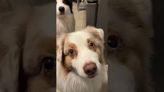 Palmer demands food #doggielife #dogcontent #puppy