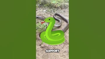 DIY Snake Trap using Bicycle chain #creativesnaketrap #buildsnaketrap#shortsvideo#snaketrap #snake