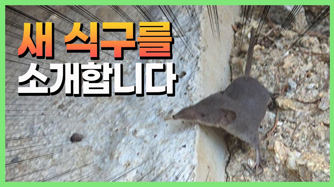 Latest Title & Thumbnail