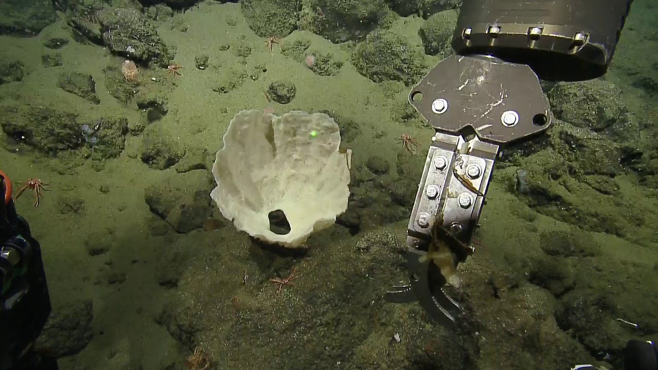 ROV Hercules Dive NA124 H1847 2020 11 05 19 19 17 966 UTC 2 W1 - YouTube