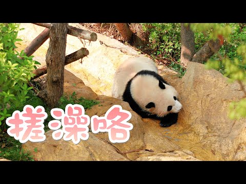 《熊貓早晚安》熊孩子去澡堂搓澡 | iPanda熊貓頻道