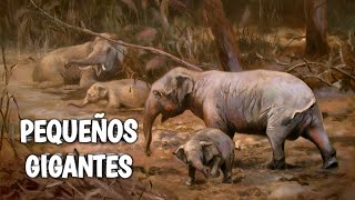 🦛Fósiles de las Islas MEDITERRÁNEAS 🏝 Pequeños y GIGANTES