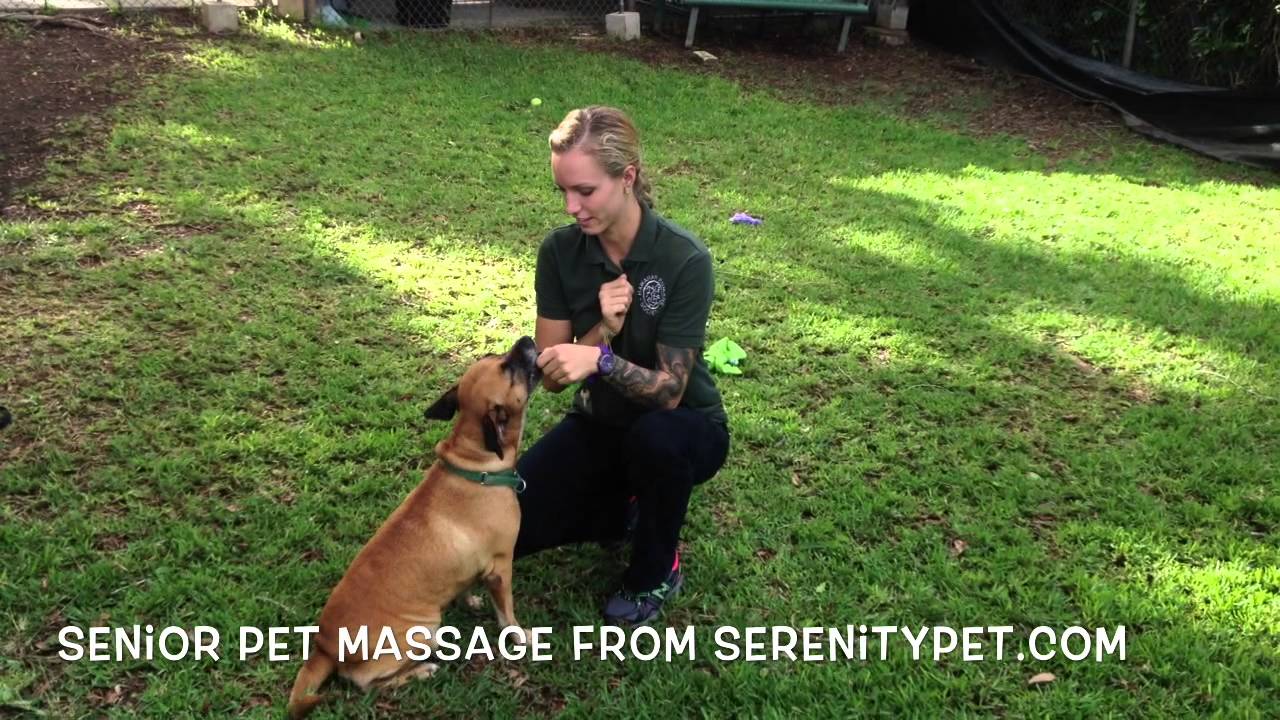 Hawaiian Humane Society Adoption Process Hawaiian Humane Society Adoption Process