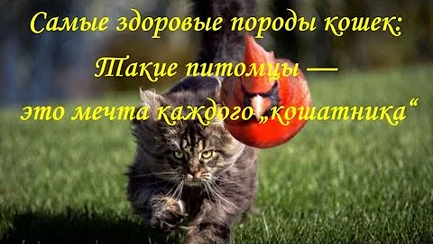 САМЫЕ ЗДОРОВЫЕ ПОРОДЫ КОШЕК   THE HEALTHIEST CAT BREEDS