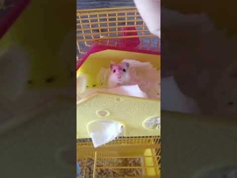 Video: Jangkitan Protozoa Pada Hamsters