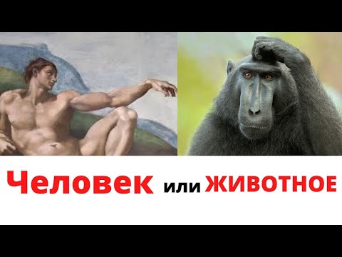 Человек это животное?