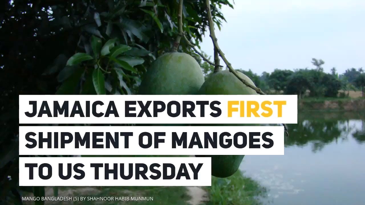 Jamaica exports first shipment of mangoes to US Thursday YouTube