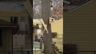 Squirrel Spinner Corncob In Action