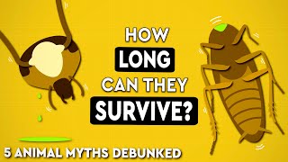 5 Common Animal Myths DEBUNKED by Debunked 24,135 views 9 months ago 5 minutes, 17 seconds