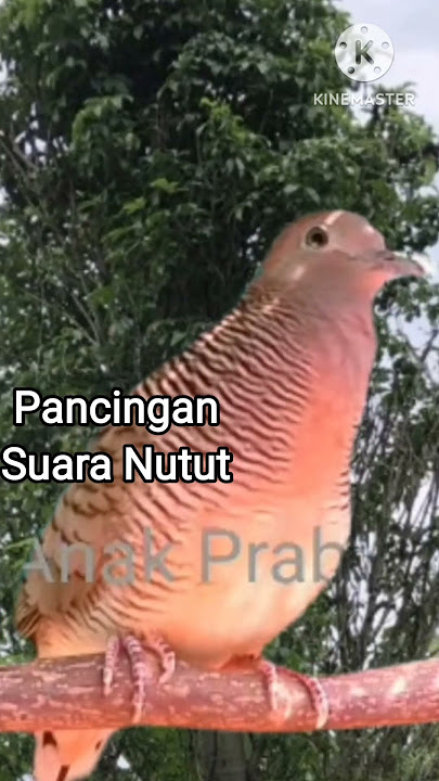 Pancingan Perkutut Lokal Gacor Suara Nutut