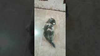 Persian Calicoo Punch Face Kitten