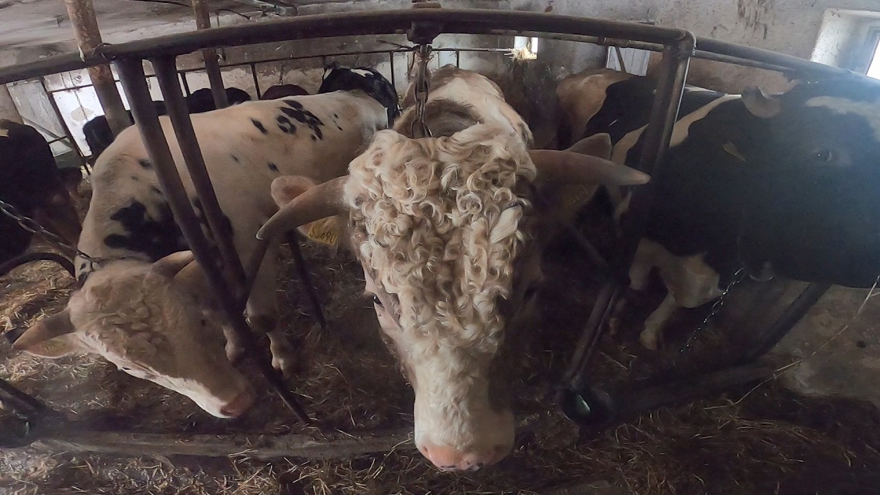 Podsumowanie sprzedaży || Temperatura w silosie || Naprawa stanowisk